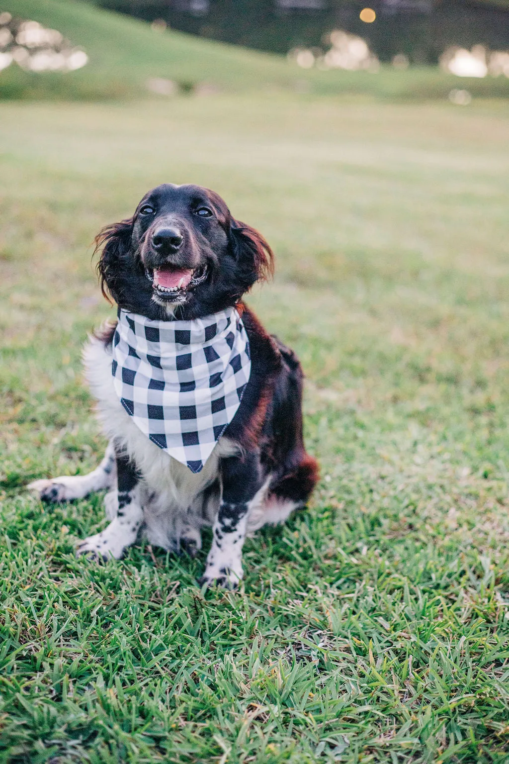 Buffalo Check - Pet Bandana