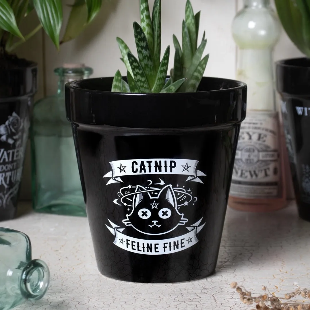 Catnip Plant Pot