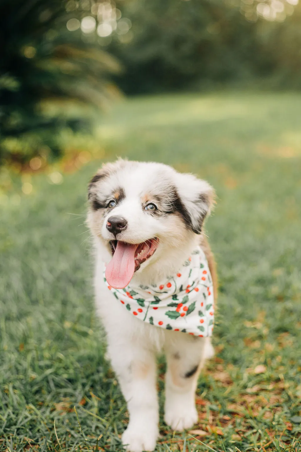 Holly Pattern - Pet Bandana